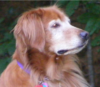 Maya